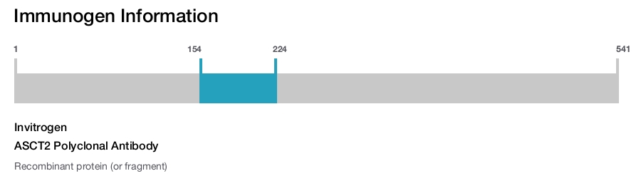 ASCT2 Polyclonal Antibody