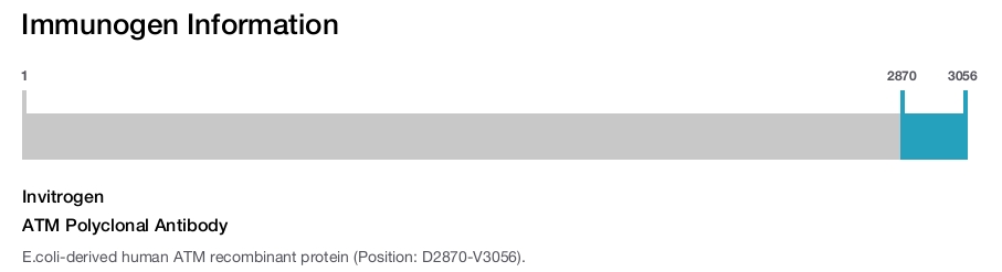ATM Polyclonal Antibody