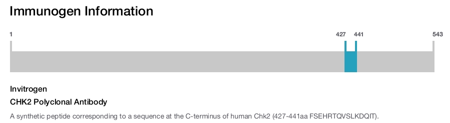 CHK2 Polyclonal Antibody