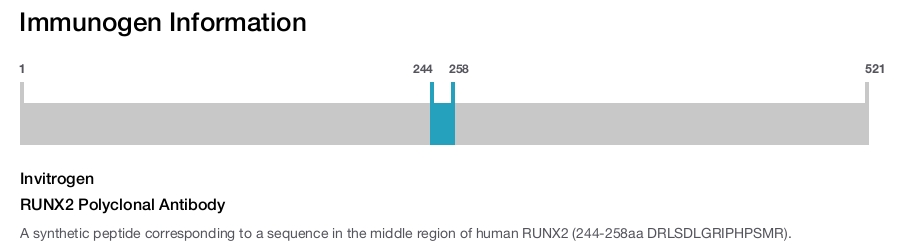 RUNX2 Polyclonal Antibody