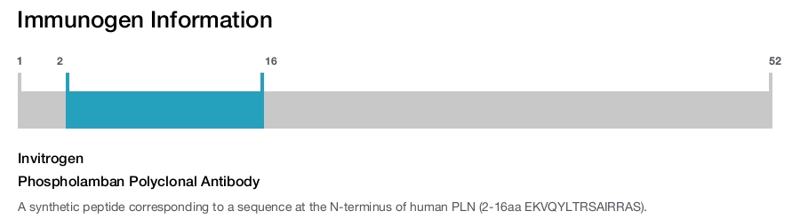 Phospholamban Polyclonal Antibody