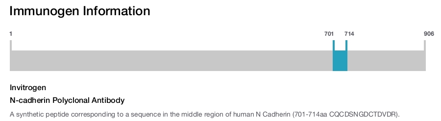 N-cadherin Polyclonal Antibody