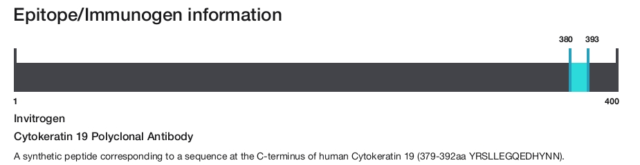 Cytokeratin 19 Polyclonal Antibody