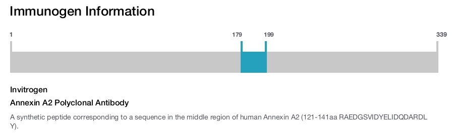 Annexin A2 Polyclonal Antibody