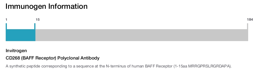 CD268 (BAFF Receptor) Polyclonal Antibody