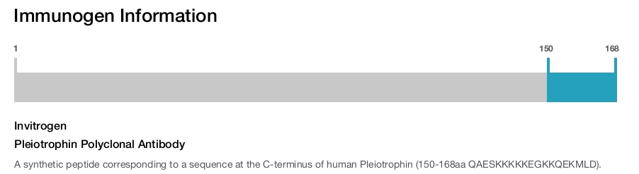 Pleiotrophin Polyclonal Antibody