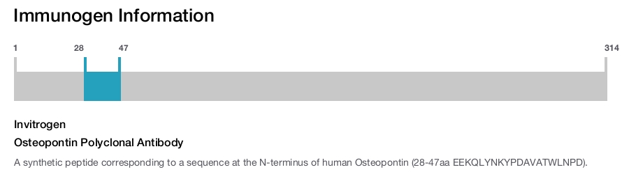 Osteopontin Polyclonal Antibody