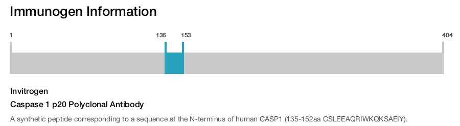 Caspase 1 p20 Polyclonal Antibody