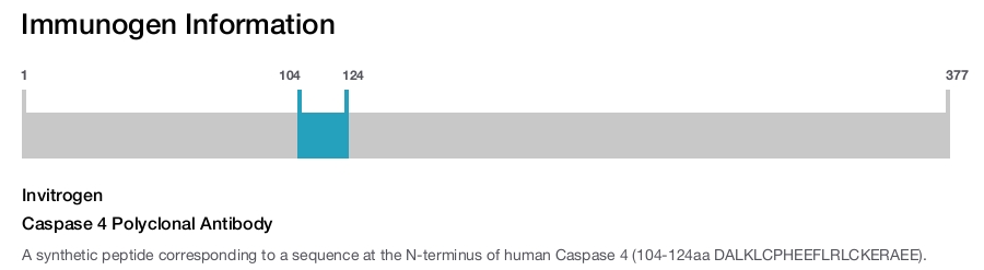 Caspase 4 Polyclonal Antibody