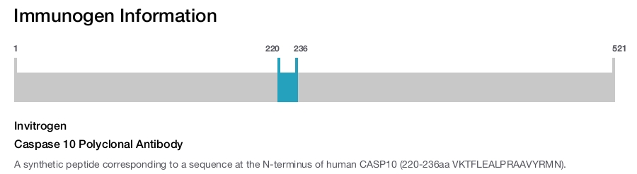 Caspase 10 Polyclonal Antibody