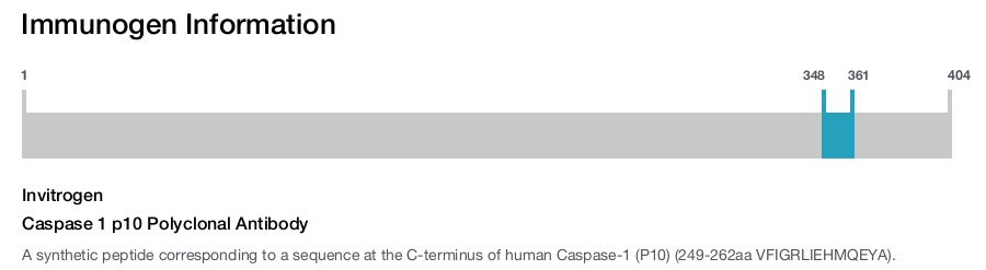 Caspase 1 p10 Polyclonal Antibody