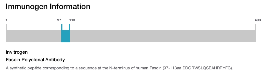 Fascin Polyclonal Antibody