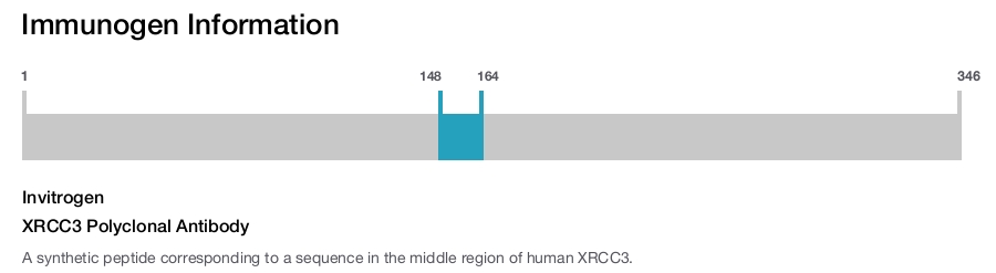 XRCC3 Polyclonal Antibody