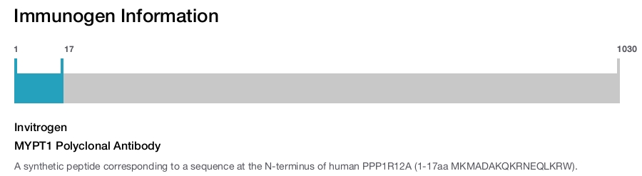 MYPT1 Polyclonal Antibody