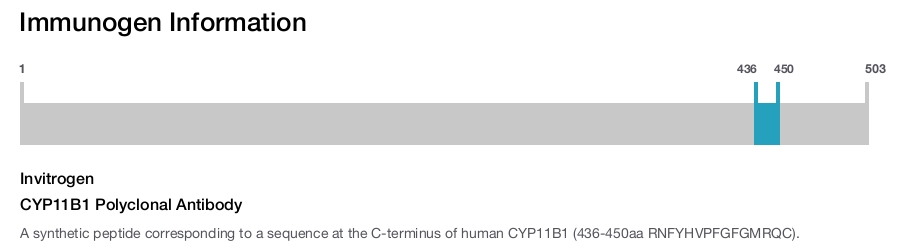 CYP11B1 Polyclonal Antibody