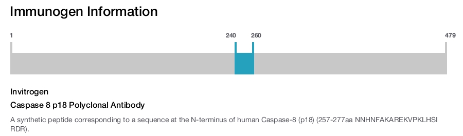 Caspase 8 p18 Polyclonal Antibody