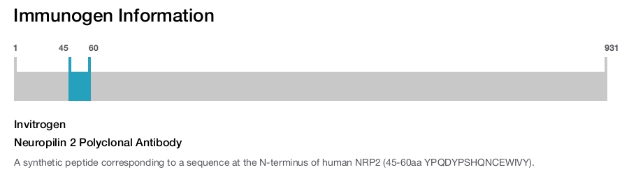 Neuropilin 2 Polyclonal Antibody