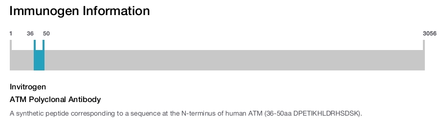 ATM Polyclonal Antibody