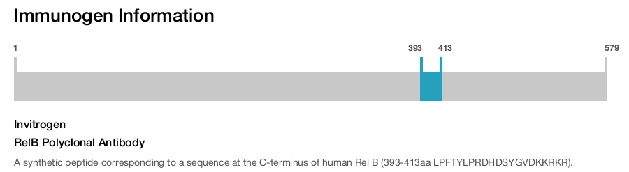 RelB Polyclonal Antibody