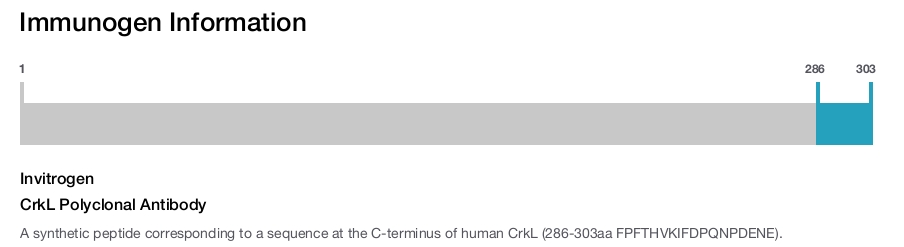 CrkL Polyclonal Antibody
