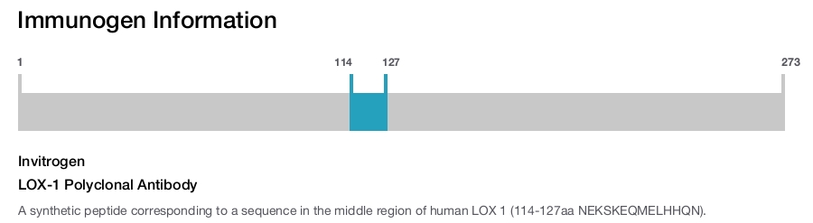 LOX-1 Polyclonal Antibody