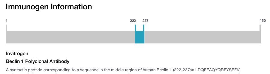 Beclin 1 Polyclonal Antibody