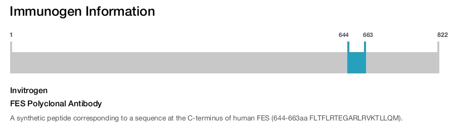 FES Polyclonal Antibody