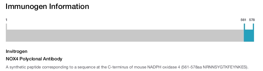NOX4 Polyclonal Antibody