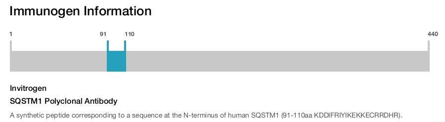 SQSTM1 Polyclonal Antibody