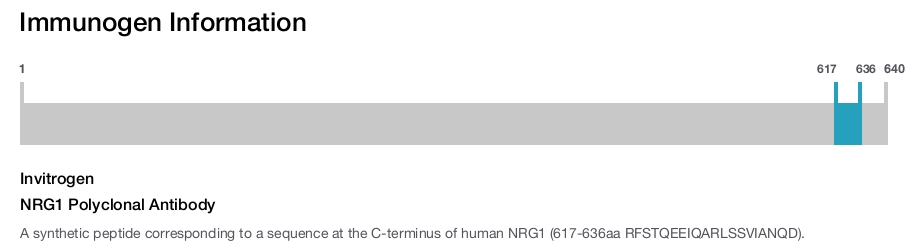 NRG1 Polyclonal Antibody