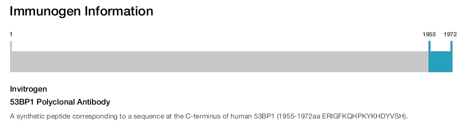 53BP1 Polyclonal Antibody