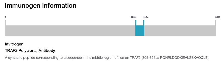 TRAF2 Polyclonal Antibody