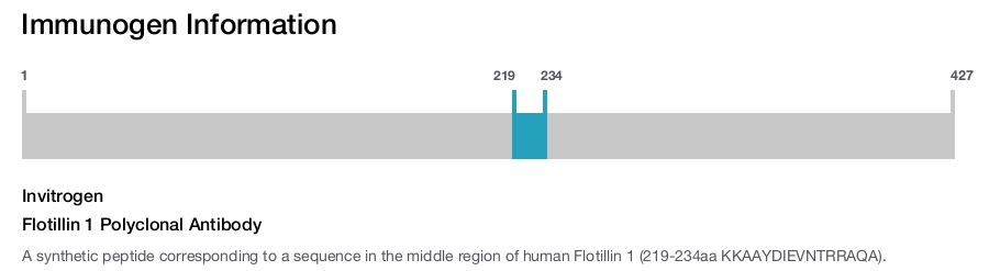 Flotillin 1 Polyclonal Antibody