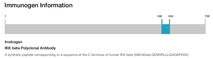 IKK beta Polyclonal Antibody