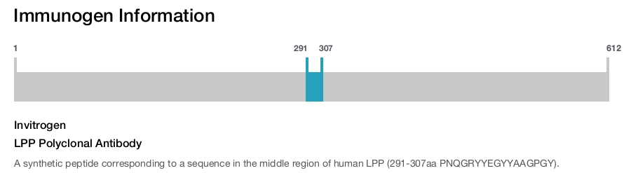 LPP Polyclonal Antibody