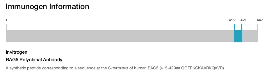BAG5 Polyclonal Antibody