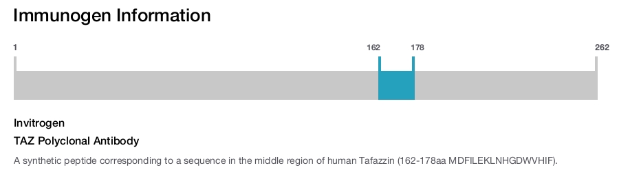 TAZ Polyclonal Antibody