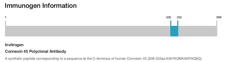 Connexin 45 Polyclonal Antibody