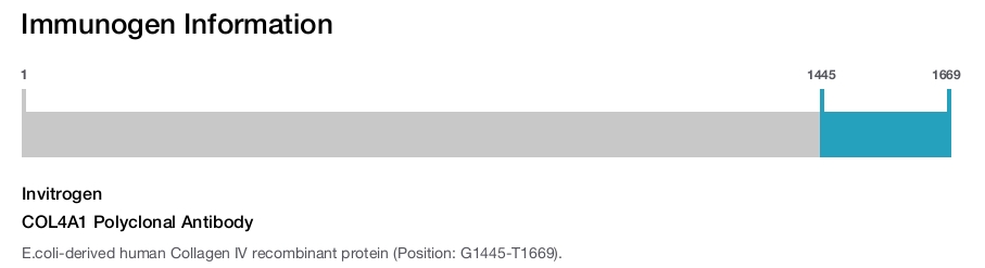 COL4A1 Polyclonal Antibody