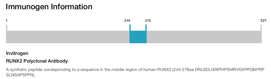 RUNX2 Polyclonal Antibody