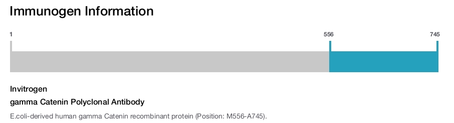gamma Catenin Polyclonal Antibody