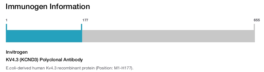KV4.3 (KCND3) Polyclonal Antibody