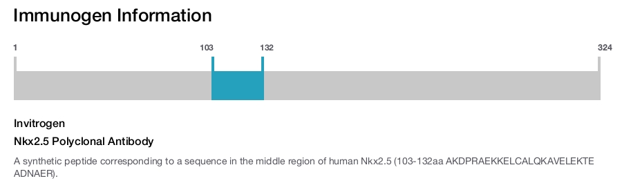 Nkx2.5 Polyclonal Antibody
