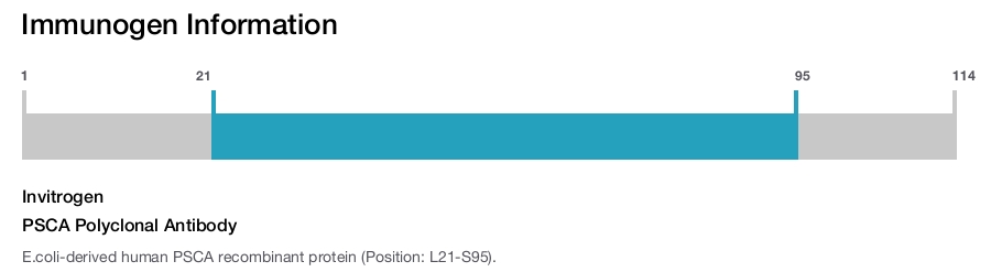 PSCA Polyclonal Antibody