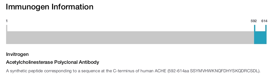 Acetylcholinesterase Polyclonal Antibody