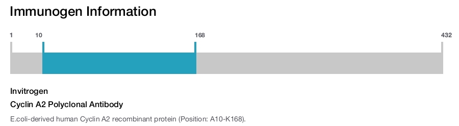 Cyclin A2 Polyclonal Antibody