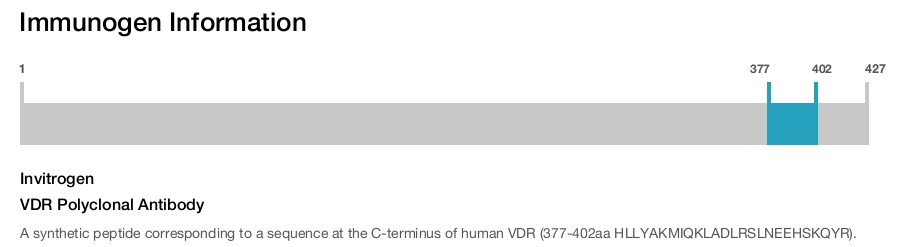 VDR Polyclonal Antibody