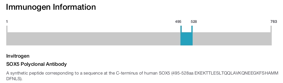 SOX5 Polyclonal Antibody