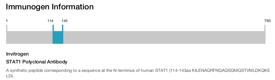 STAT1 Polyclonal Antibody