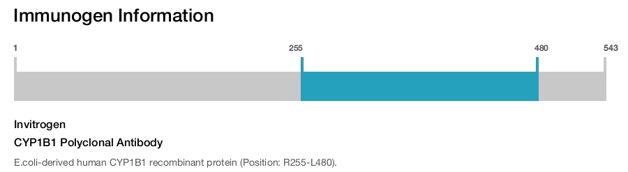 CYP1B1 Polyclonal Antibody